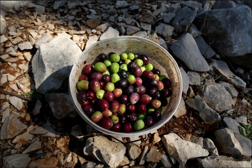 olives