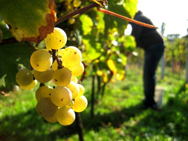 grapes